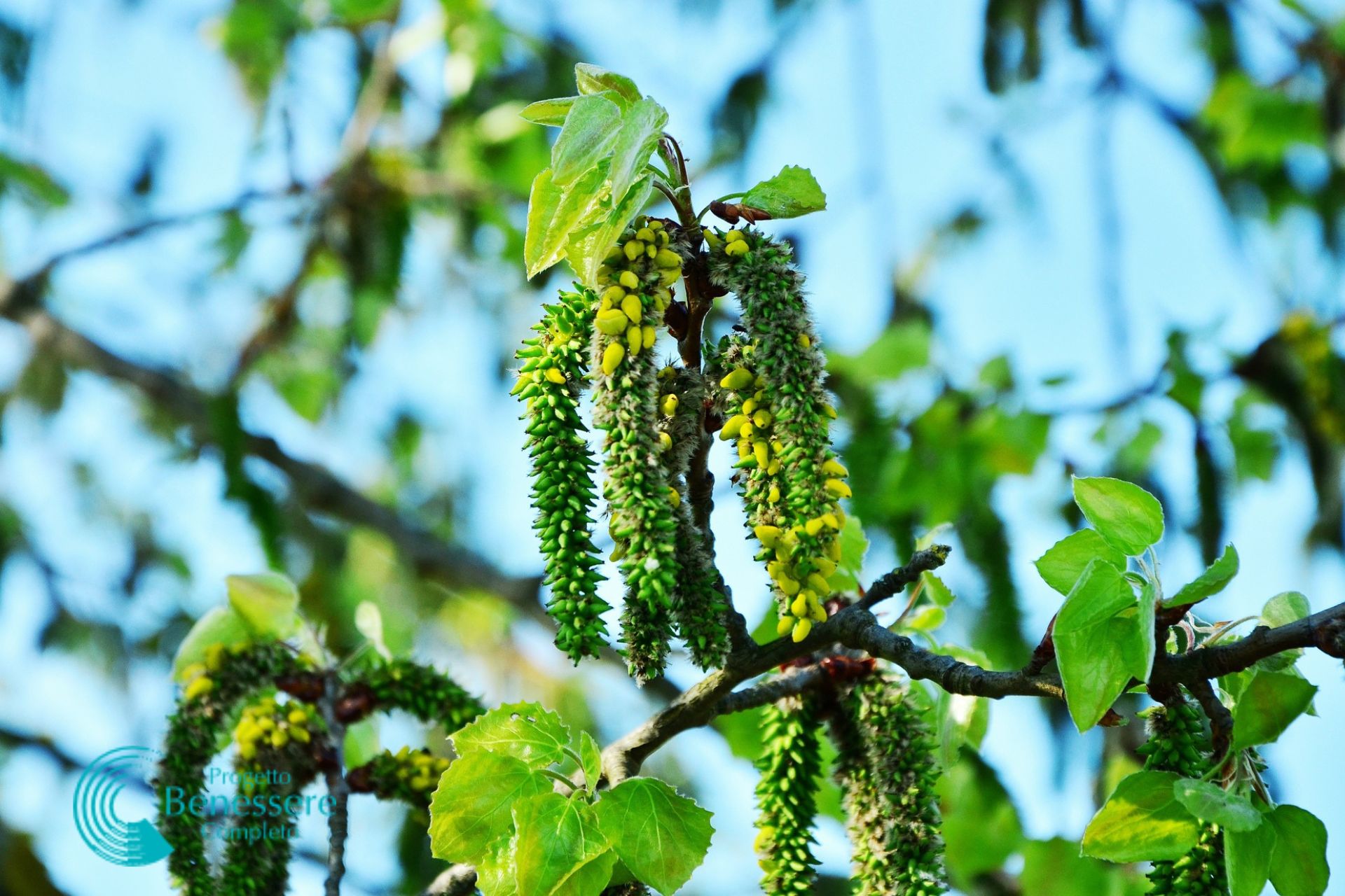 Aspen: il fiore di Bach dell'ansia e della paura, i disturbi psicosomatici e l'aiuto della biorisonanza