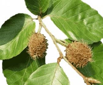 BEECH: per chi è molto critico e poco tollerante