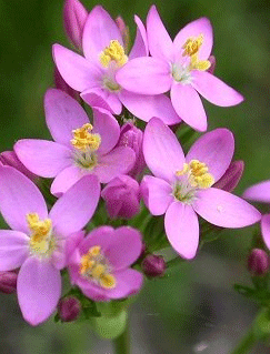CENTAURY: per chi non sa dire di no e si fa sottomettere spesso