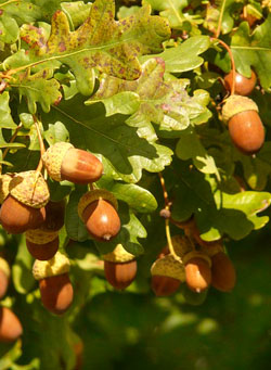OAK: per chi ha un eccessivo senso del dovere