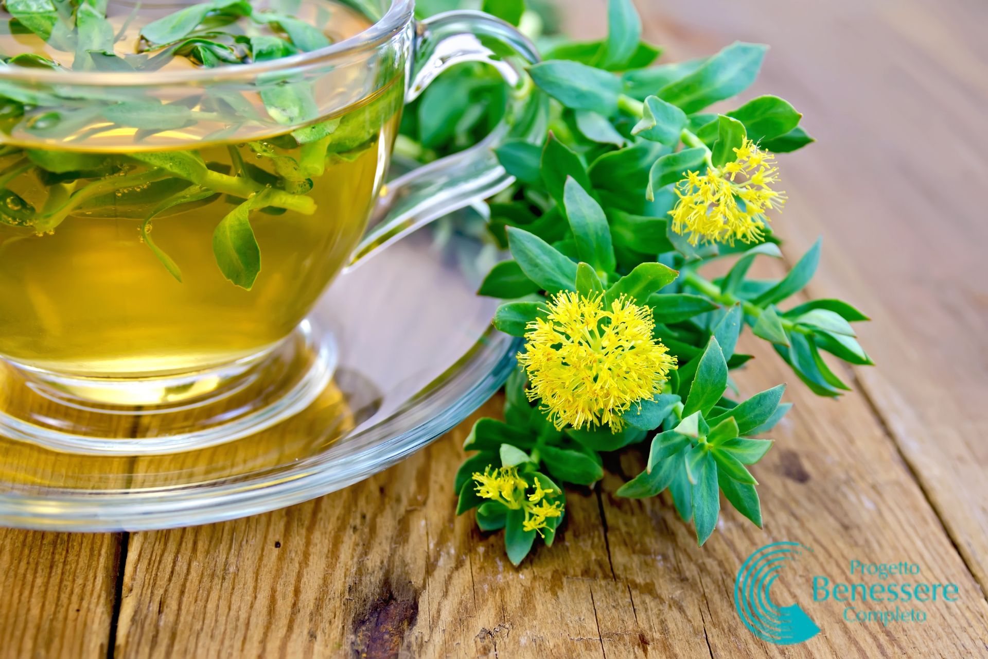 Rhodiola Rosea: potente ansiolitico e antistress naturale, benefici e controindicazioni