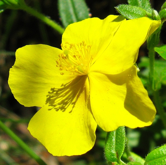 ROCK ROSE: per chi cade nel panico, prova angoscia