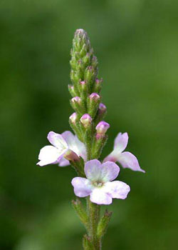 VERVAIN: per chi tende a fare troppe opere buone, entusiasta ma inconcludente