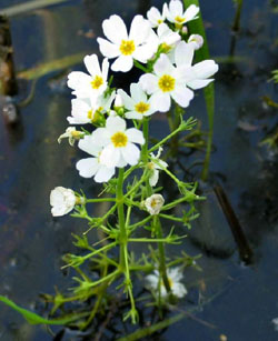 WATER VIOLET: per chi si chiude in se stesso, ed è inaccessibile e distante