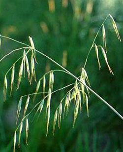 WILD OAT: per chi è indeciso e insoddisfatto, non sa cosa vuole