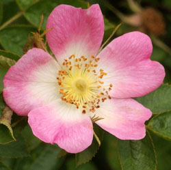 WILD ROSE: per chi è indifferente, non fa nulla per cambiare le cose