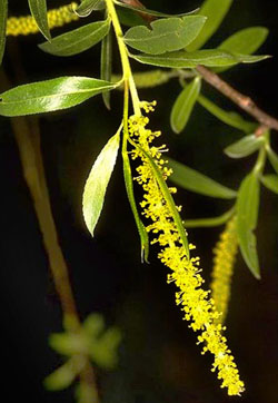 WILLOW: per chi si sente impotente, amareggiato e vittima