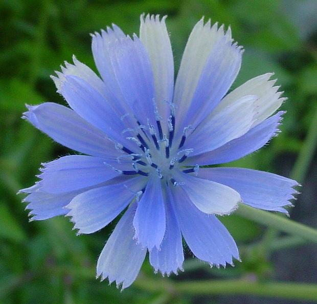 CHICORY: per chi da molto agli altri, ma è possessivo e iperprotettivo