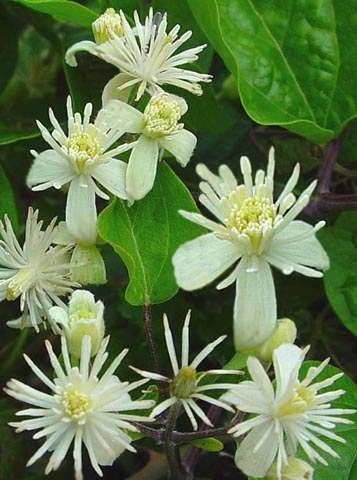 CLEMATIS: per chi è spesso assente e sogna ad occhi aperti
