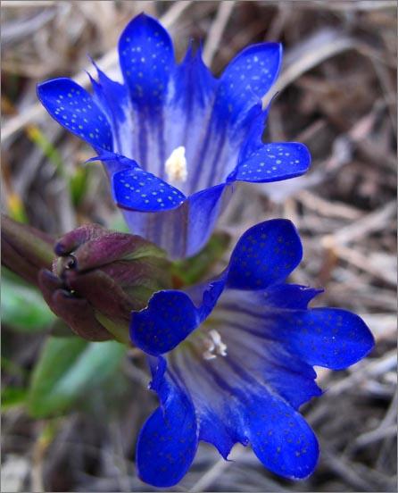 GENTIAN: per chi si scoraggia facilmente sentendosi deluso e abbattuto