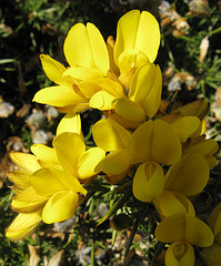 GORSE: per chi reagisce senza speranze, con rassegnazione