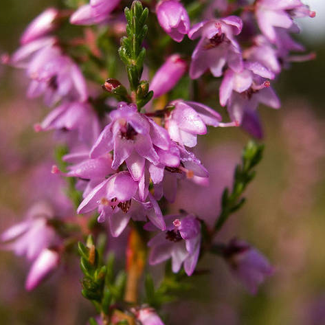 HEATHER: per chi non gli piace stare da solo