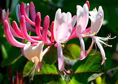 HONEYSUCKLE: per chi non riesce a lasciar andare il passato