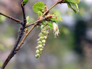HORNBEAM: per chi si sente troppo stanco per svolgere i propri compiti