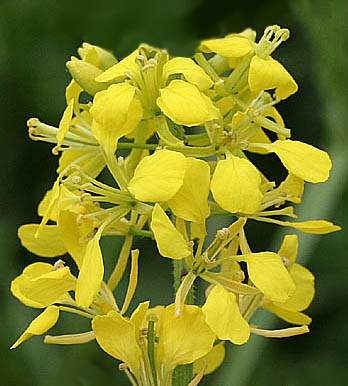 MUSTARD: per chi all'improvviso prova una profonda tristezza