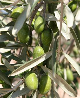 OLIVE: per chi si sente fisicamente distrutto