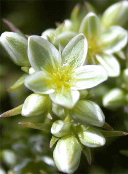 SCLERANTHUS: per chi fa fatica a prendere decisioni
