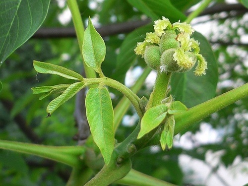 WALNUT: per chi a volte, ti fai fuorviare dagli altri e non rimani fedele a te stesso